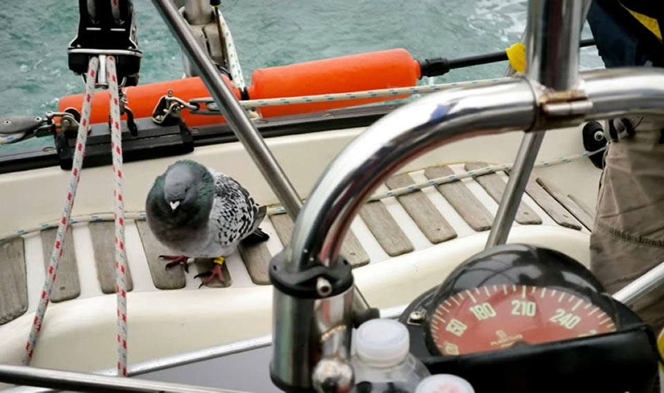 Le pigeon surveille le cap