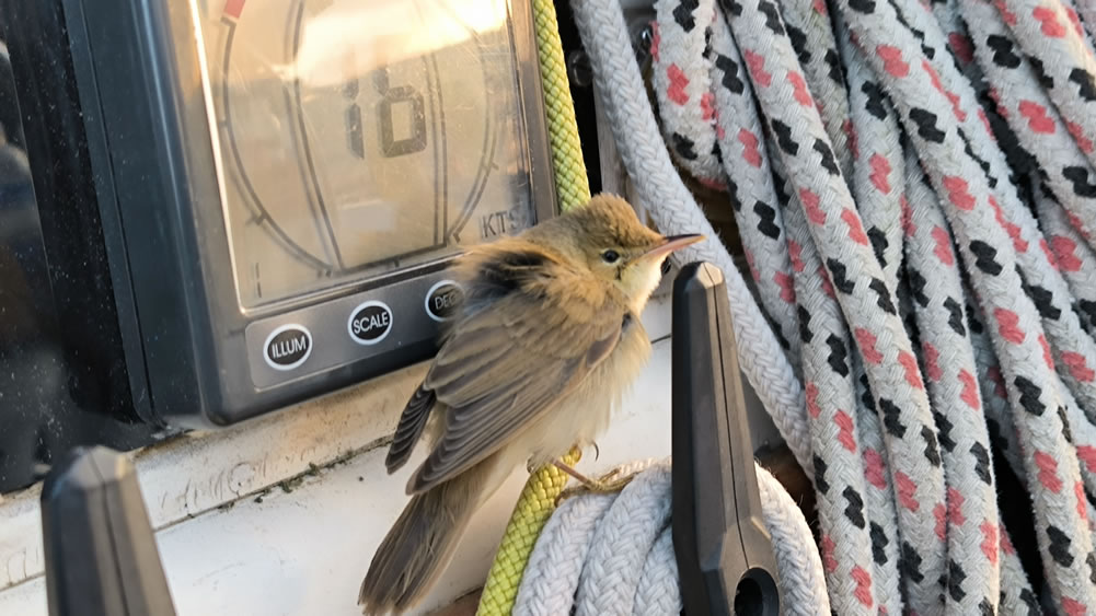 Nous avons eu d’autres invités, comme ce petit oiseau