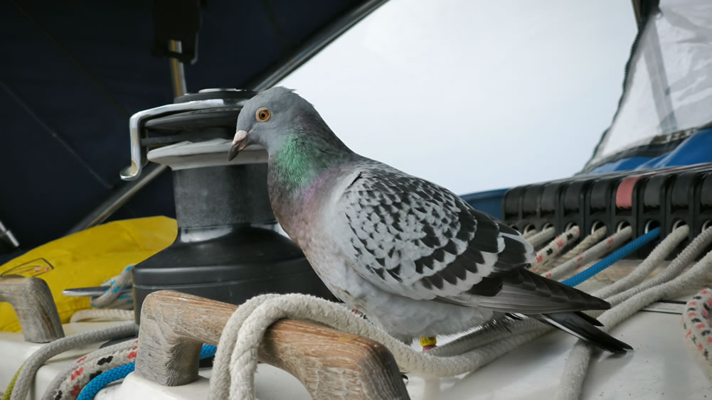 et aussi un pigeon